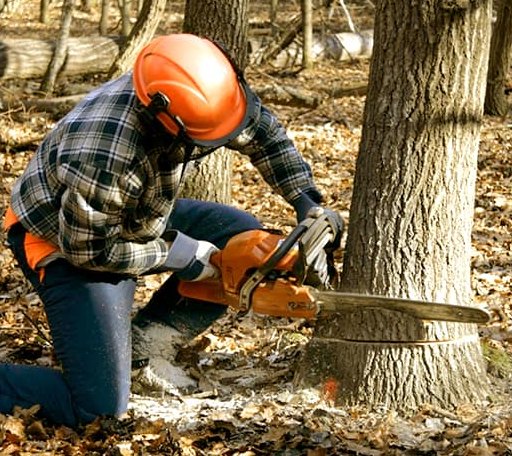 Tree Removal in Singers Glen, VA